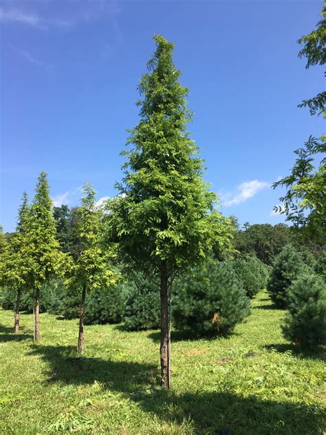 Metasequoia Glyptostroboides - Morgenröte